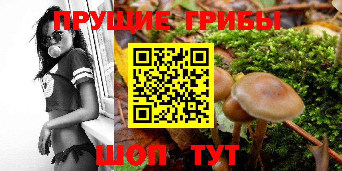 Галлюциногенные грибы Psilocybine cubensis Медногорск